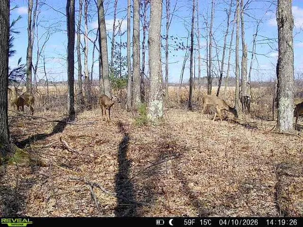 21 ACRES #Sand Hill Ln, WI 54481
