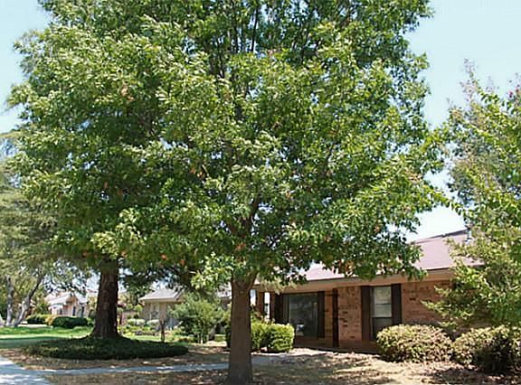 3rd image of 1102 Westminster Dr