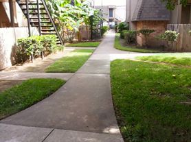 Pine Arbor