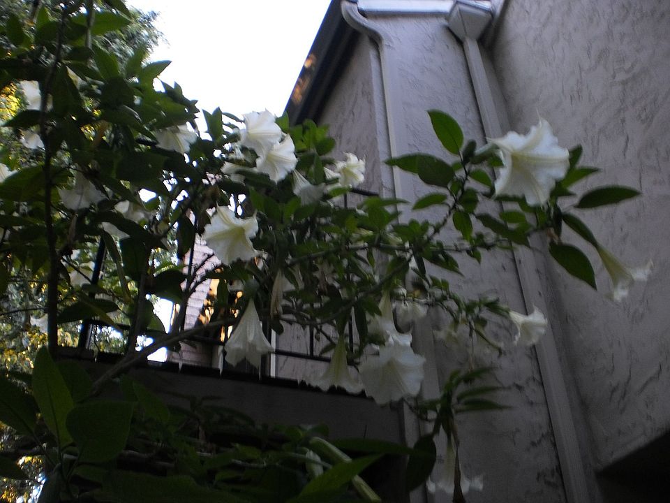 Front Flowers & Trees 