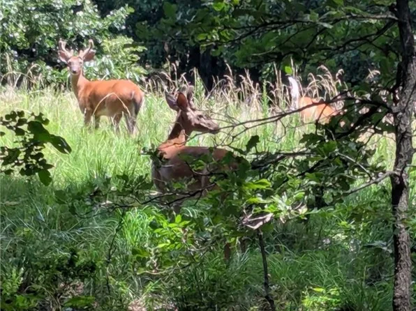 929 Madison St #5330, Huntsville, AR 72740