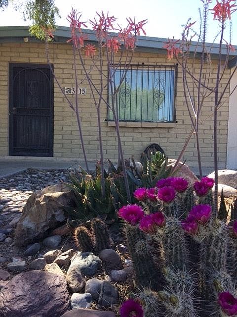 Front door/desert landscaping