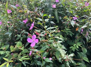 Priscilla Rd, Pahoa, HI 96778