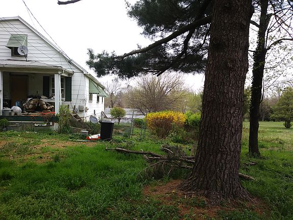 Pine tree at property line