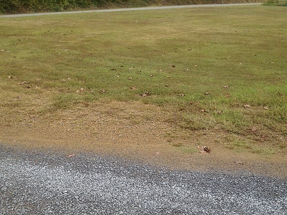 front yard facing road