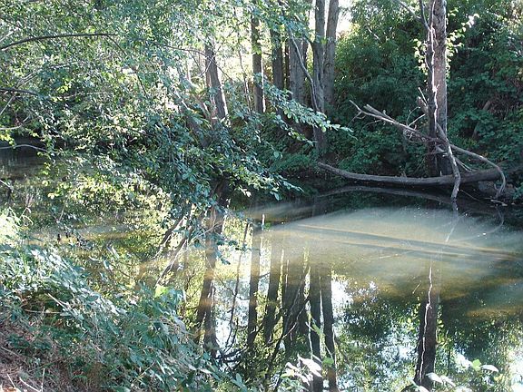 river in the back yard