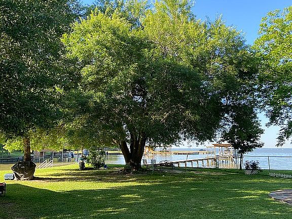 Large shade tree near water