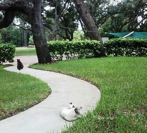 Back Walkway