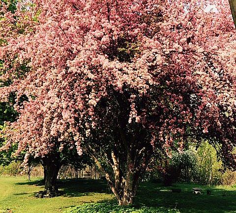 Crab Apple in front of porch