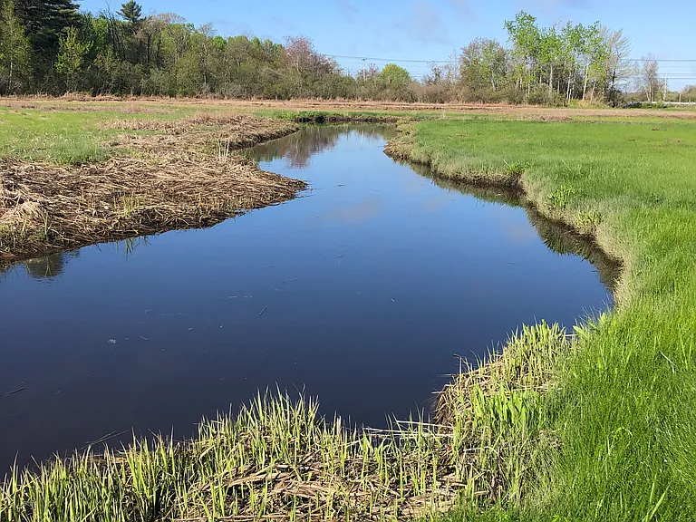 morning marsh view