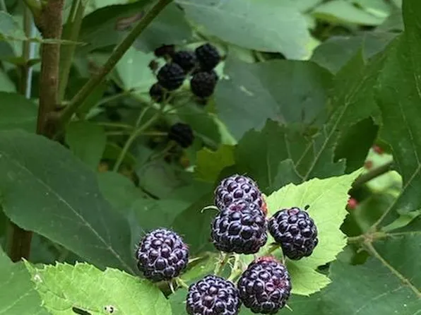 00 County Road 150, Preston, MO 65732