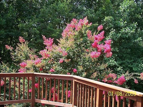 Back porch overlooks woods
