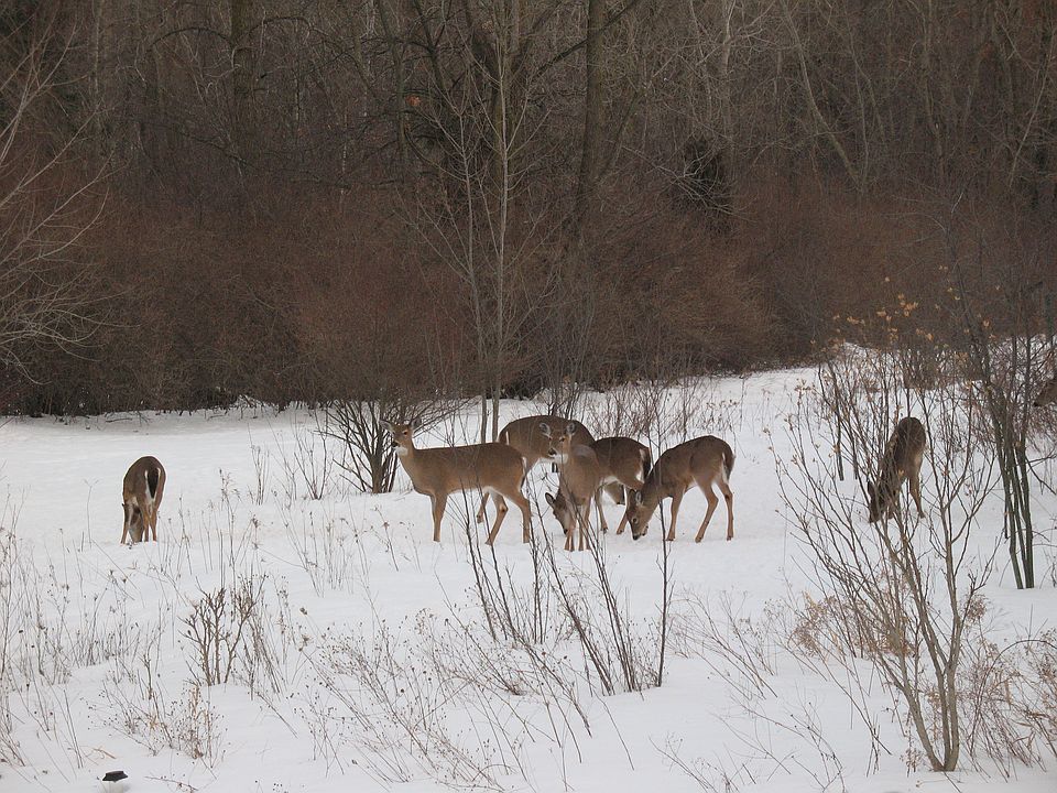 Yard deer feed