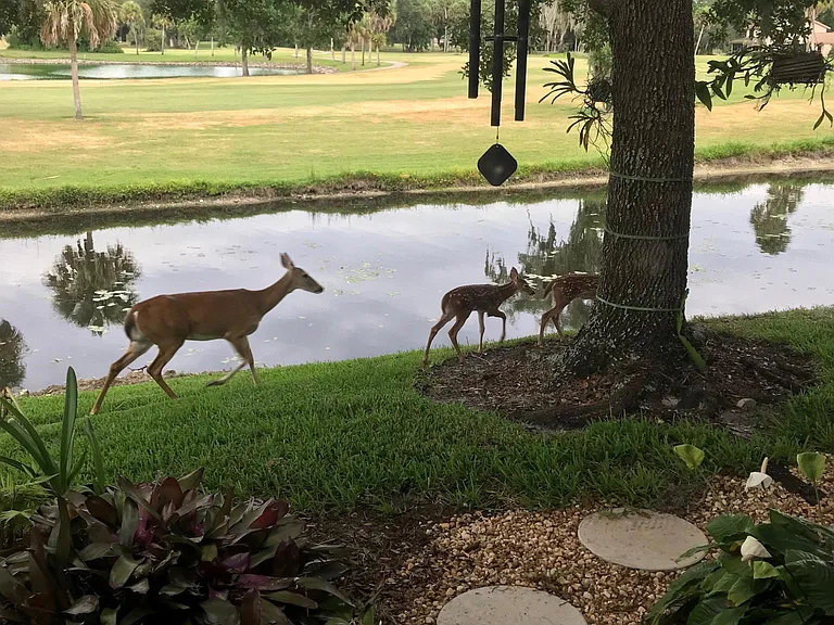 Wildlife view from kitchen sliders