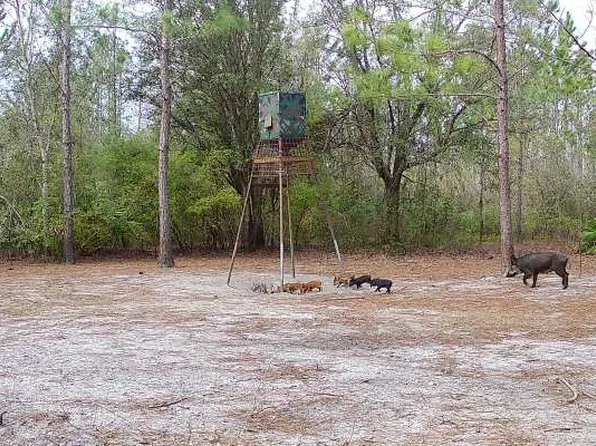 0 Cat Rd, Lee, FL 32059