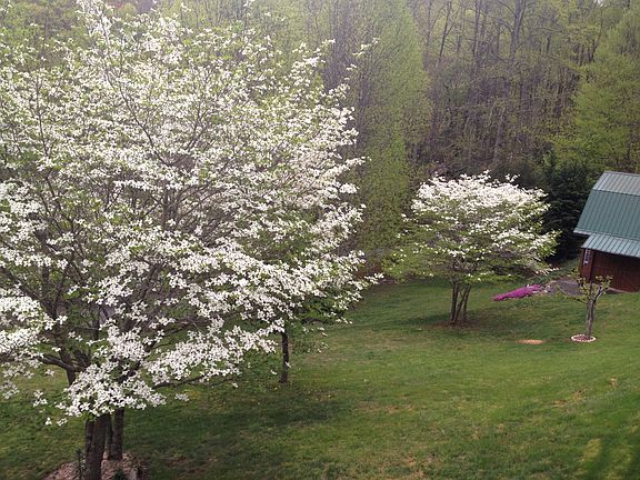 dogwood below the main home