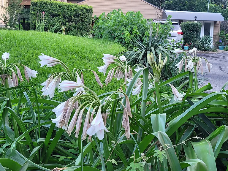 View from driveway. Bungalow/Apt can be seen in the back. Lawn is full of bulbs and flowers. Tenant is welcome to have flower or vegetable gardens, animals, or simply let the owners take care of everything.