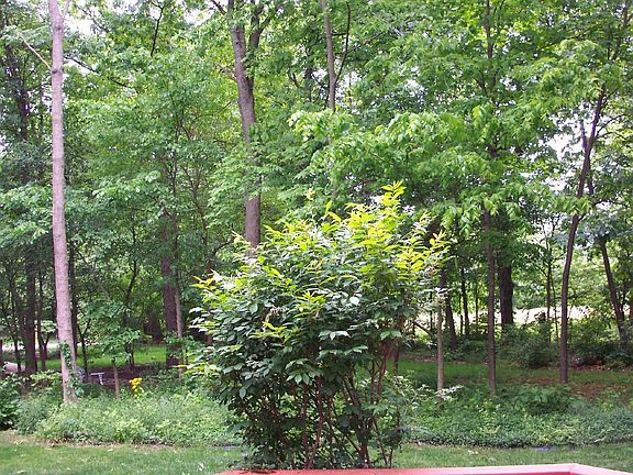 Beautiful private wooded lot
