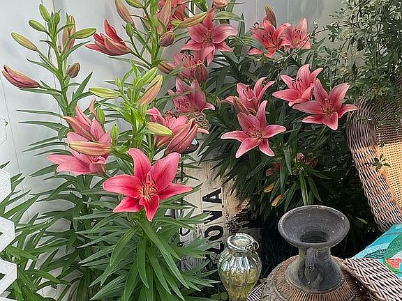 Lilies come back every year 