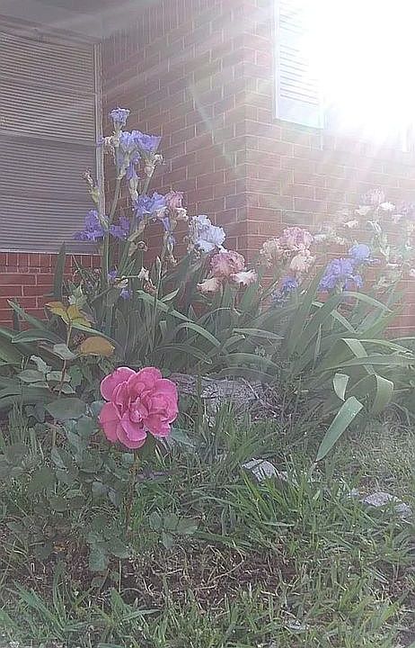 Garden grows easily 