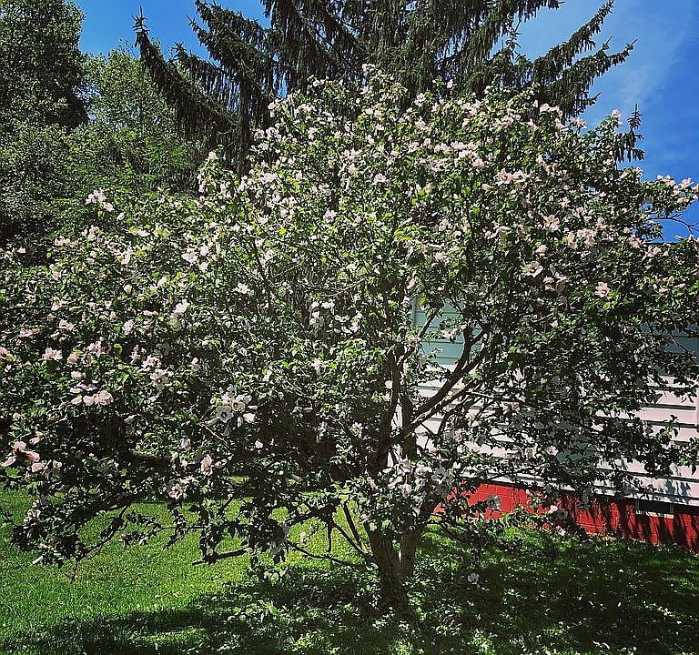 Rose of Sharon