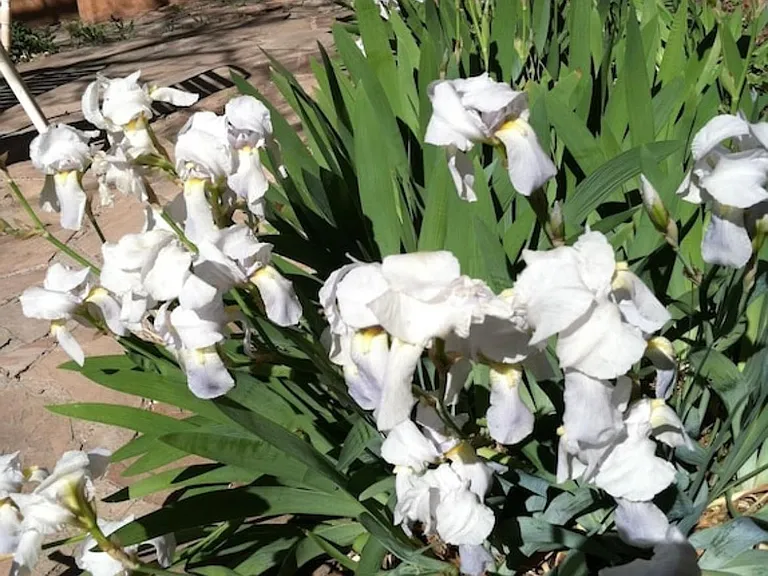 Flowers bloom around patio from early spring through fall. hummingbirds and butterflies love them!