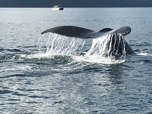 Whales of summer 