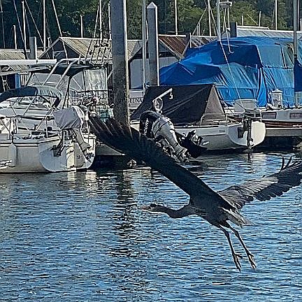 Brownsville Marina