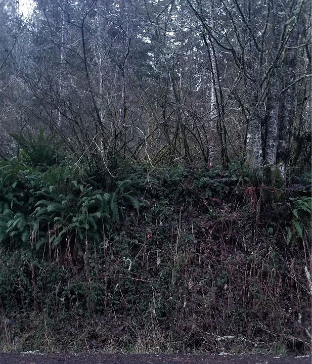 2nd image of 47606 Alder Cutoff Rd E