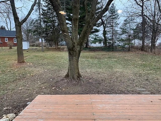 Back Yard - 204 Juniper St