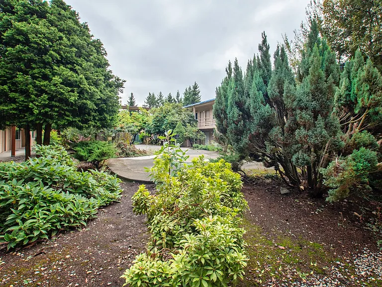 Firs — Photo 22