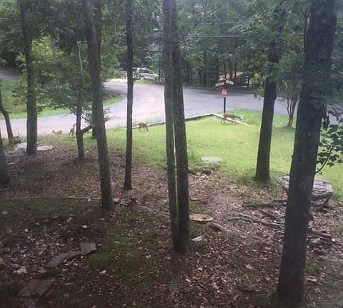 5th image of 101 Cayuse Ct
