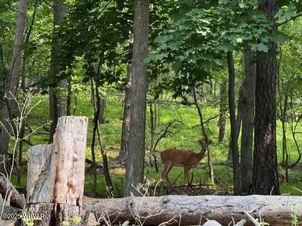 105 Selkirk Rd, Williamsport, PA 17701