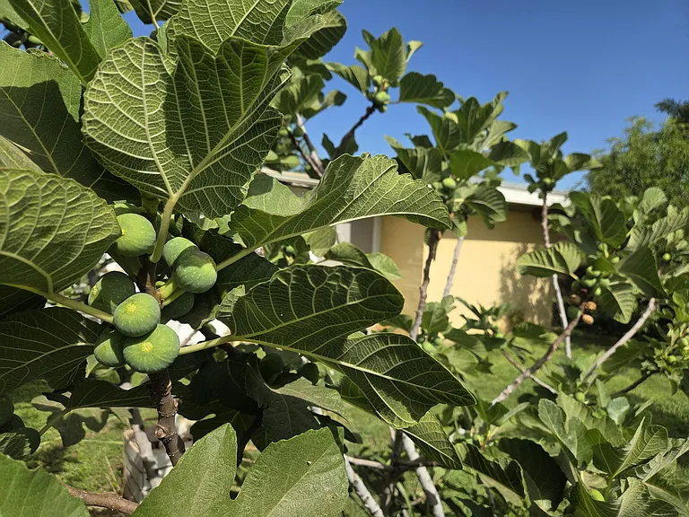 Fig tree