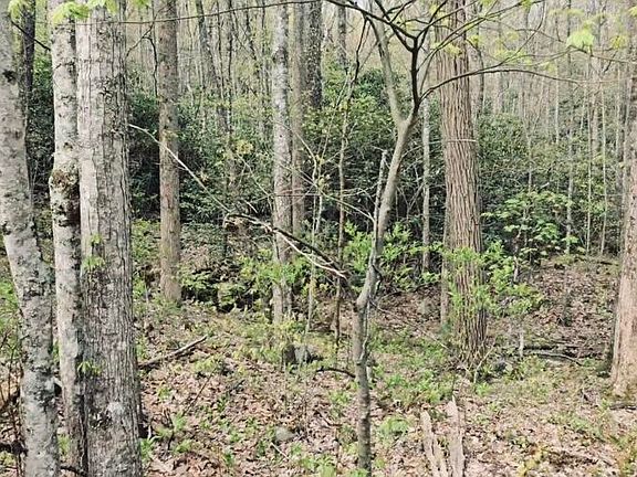 5th image of 4046 Forest Trail Dr