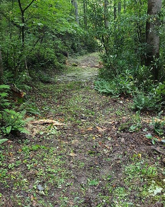 2nd image of 00 Fenley Forest Trail