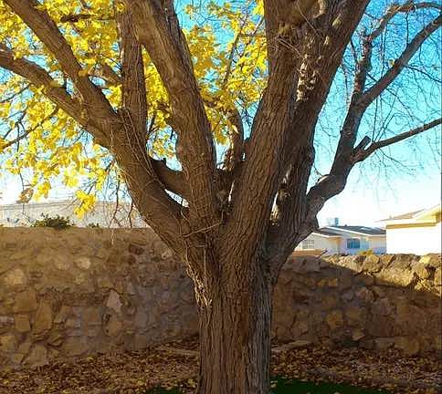 4th image of 6105 Los Robles Dr