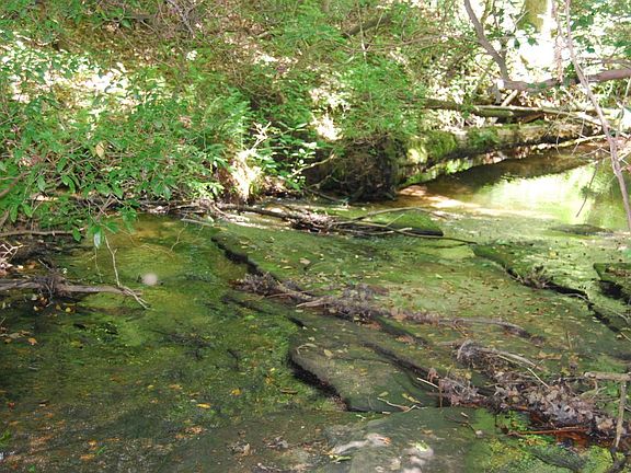 Small mountain stream