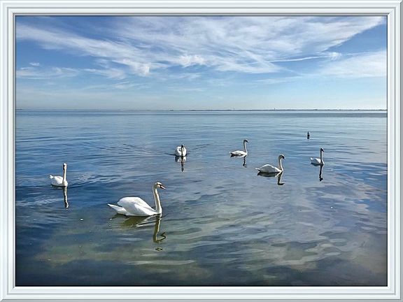 Swans in backyard bay