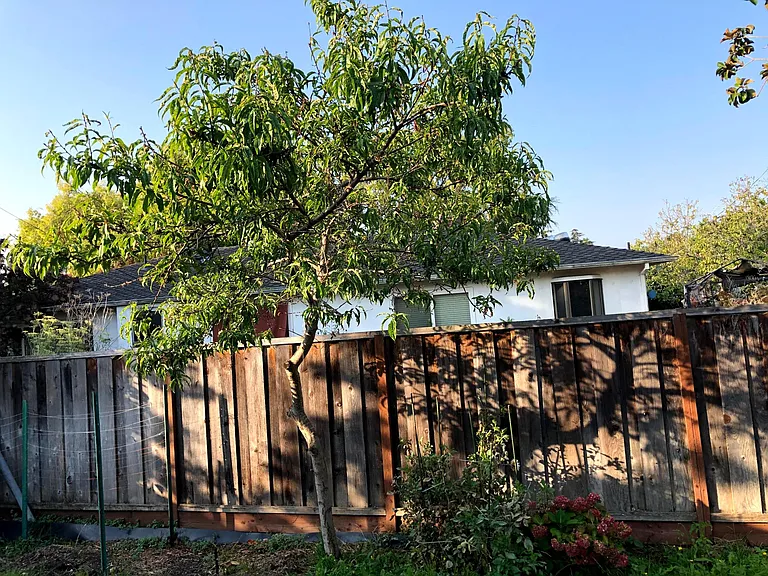Backyard with fruit tree