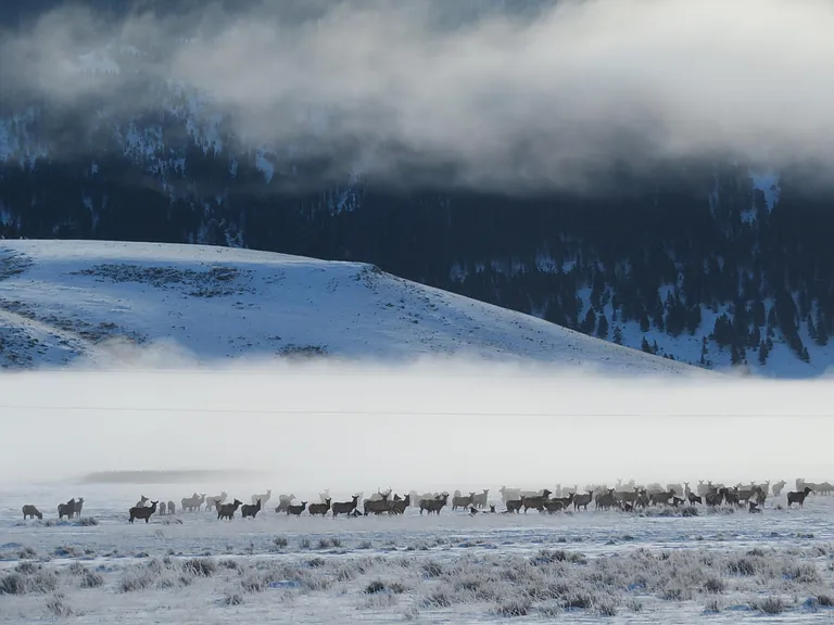Elk Refuge in the Winter.