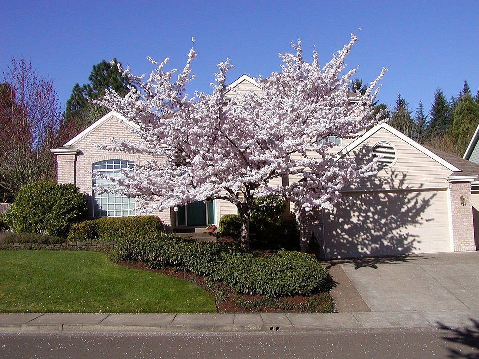 Springtime on Honeysuckle Drive