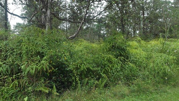 1st image of Lehua Dr Lot 401