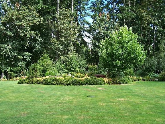 Backyard #1