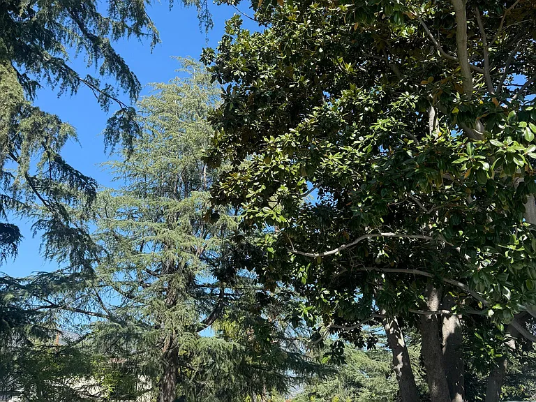 Deodar Cir — Photo 7