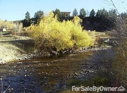 Aspen trees along Rock Creek