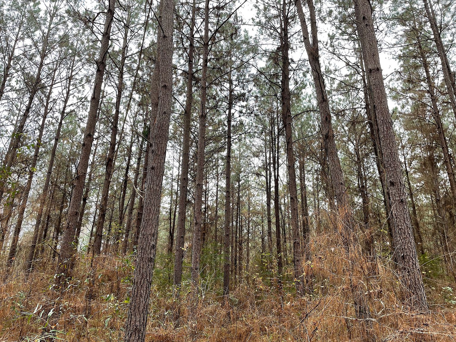 Highway 80 LOT WP001, Gibsland, LA 71028 Zillow