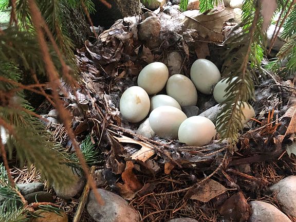 New neighbor's coming soon