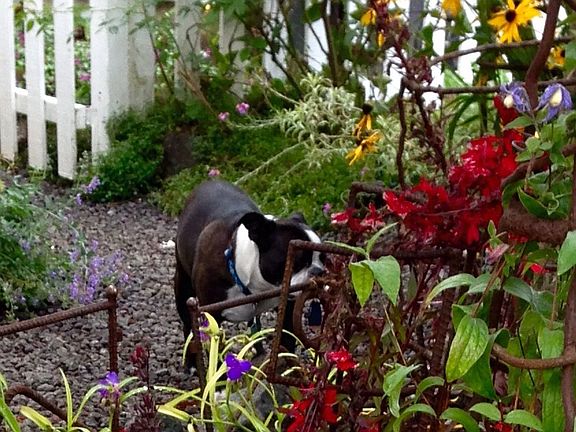 Front garden summer