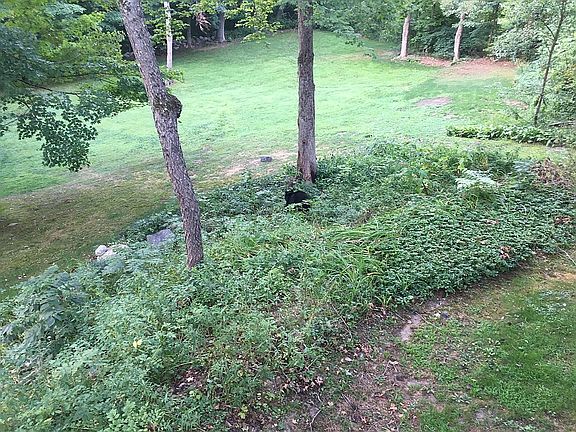 24 Main Street Back yard